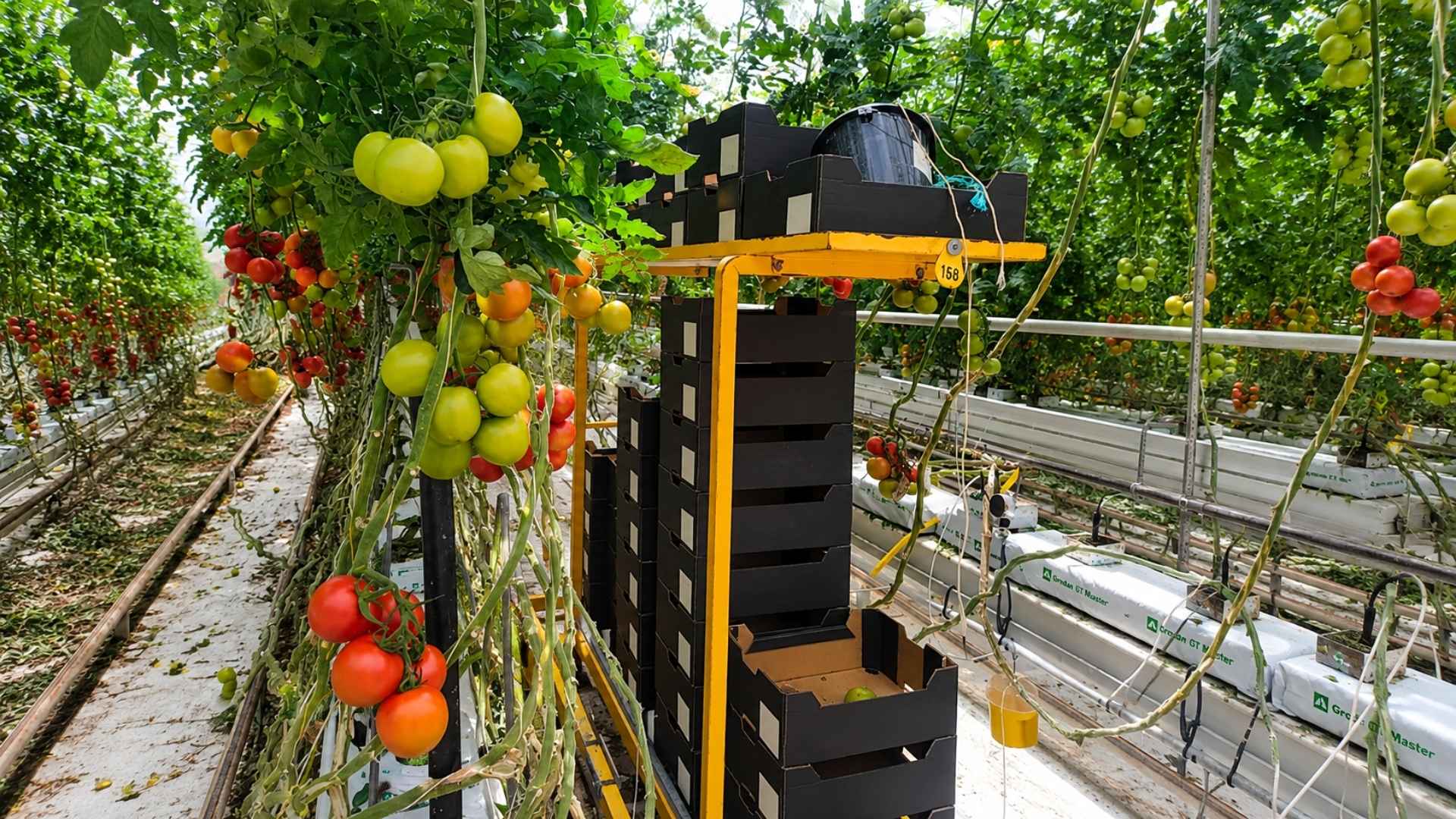 Red Harvest1